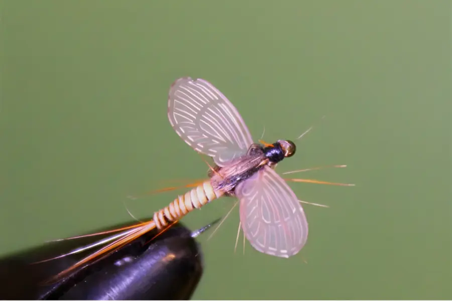 Maifliegen Körper Elastic-Tungsten