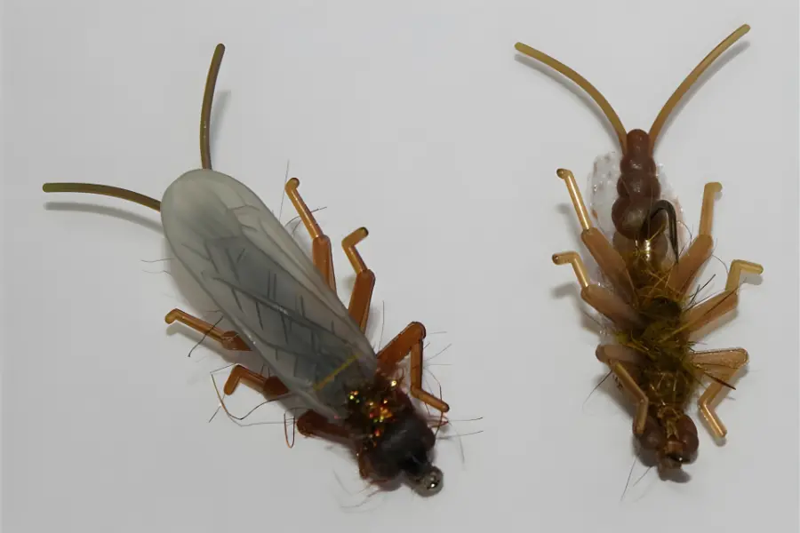 Steinfliegen Flügel Elastic-Tungsten